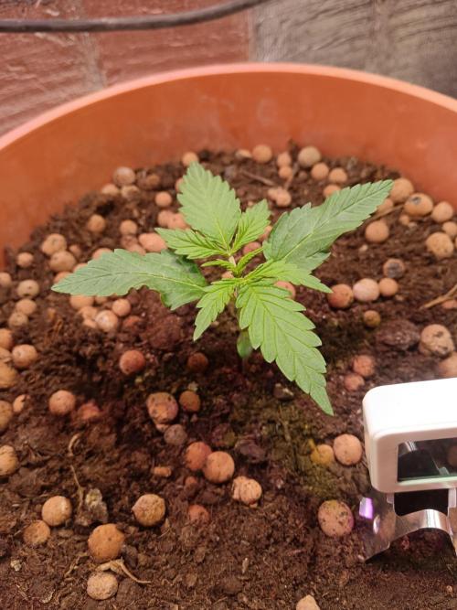 Experimental Grow+Aged sheep manure. Week 3
