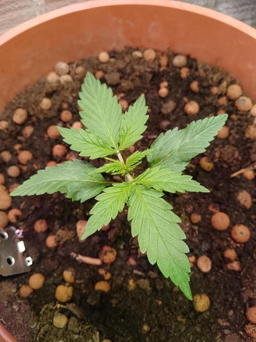 Experimental Grow+Aged sheep manure. Week 3