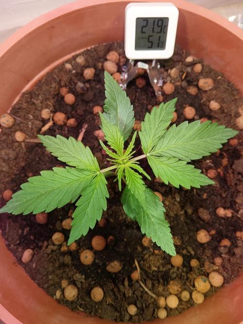 Experimental Grow+Aged sheep manure. Week 3