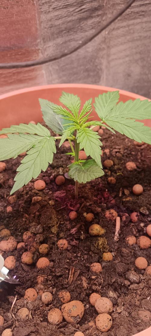 Experimental Grow+Aged sheep manure. Week 3