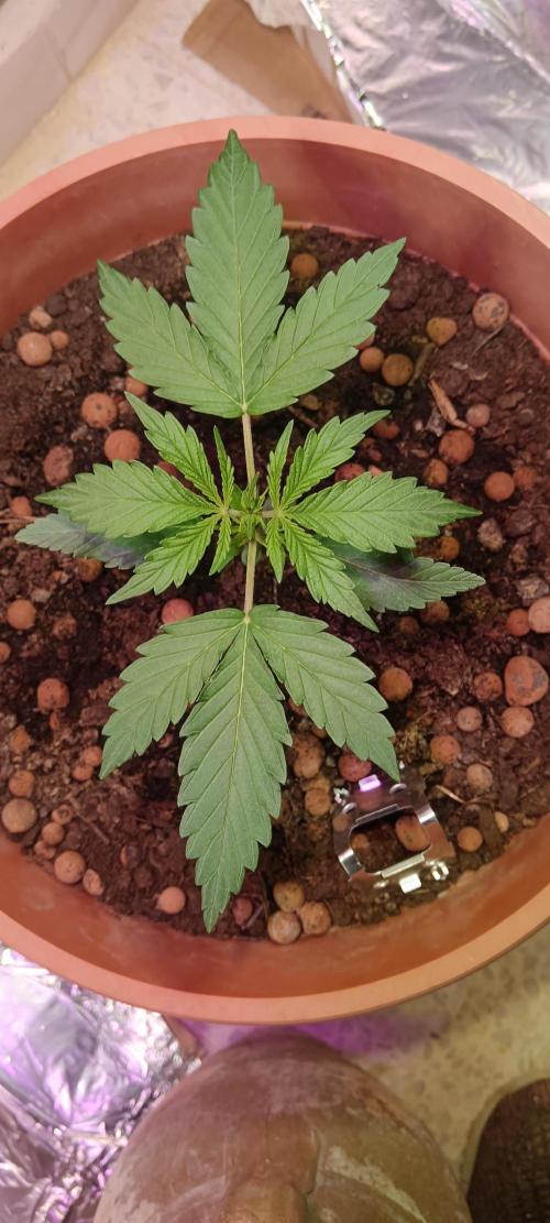 Experimental Grow+Aged sheep manure. Week 3