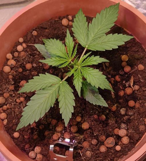 Experimental Grow+Aged sheep manure. Week 3