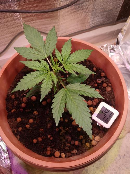 Experimental Grow+Aged sheep manure. Week 4