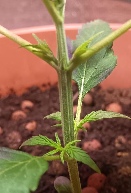 Experimental Grow+Aged sheep manure. Week 4