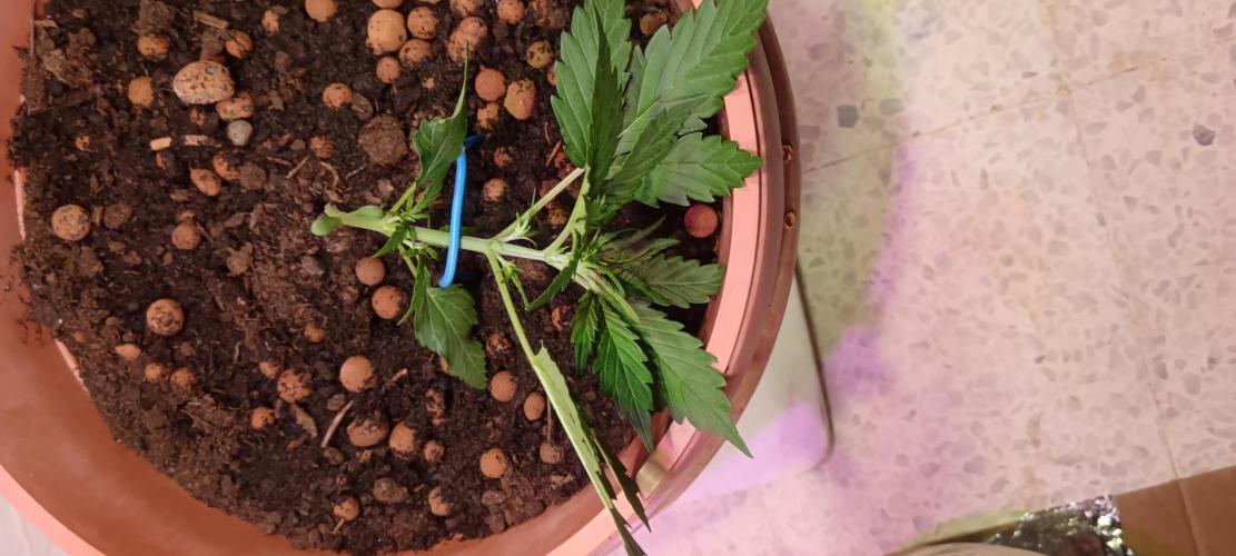 Experimental Grow+Aged sheep manure. Week 4