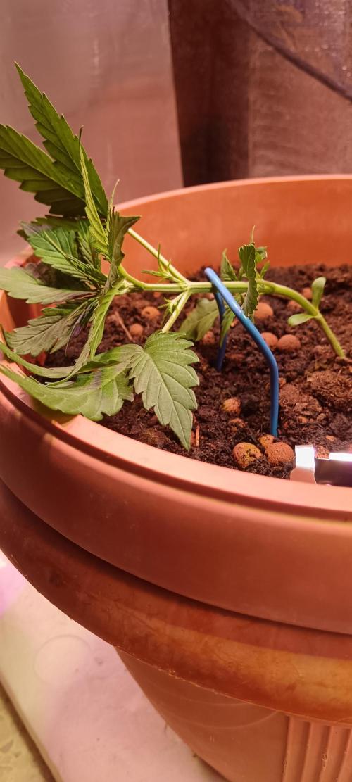 Experimental Grow+Aged sheep manure. Week 4