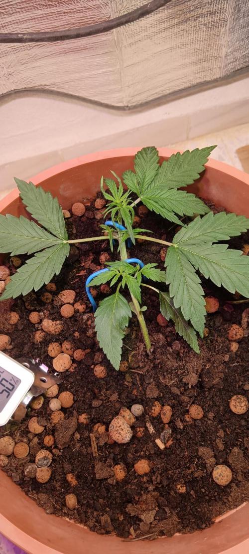 Experimental Grow+Aged sheep manure. Week 4