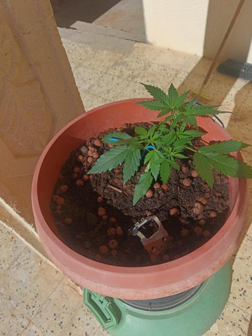 Experimental Grow+Aged sheep manure. Week 4