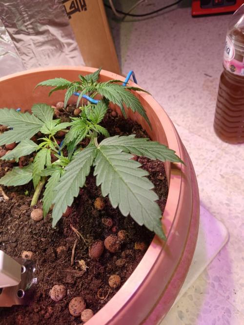 Experimental Grow+Aged sheep manure. Week 4