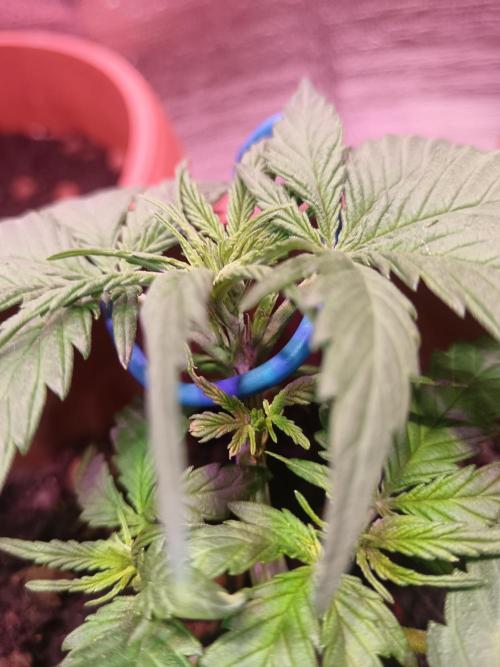 Experimental Grow+Aged sheep manure. Week 4