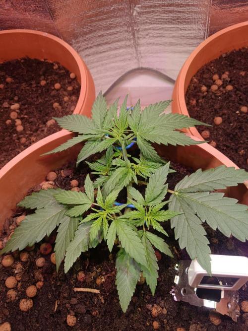 Experimental Grow+Aged sheep manure. Week 4