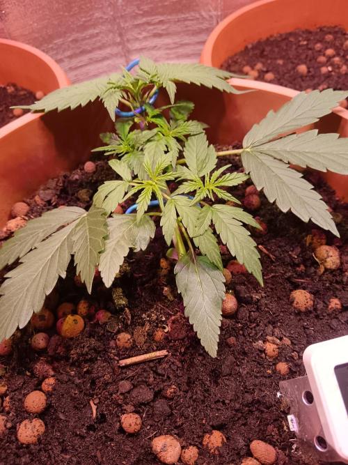 Experimental Grow+Aged sheep manure. Week 5