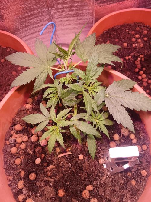 Experimental Grow+Aged sheep manure. Week 5