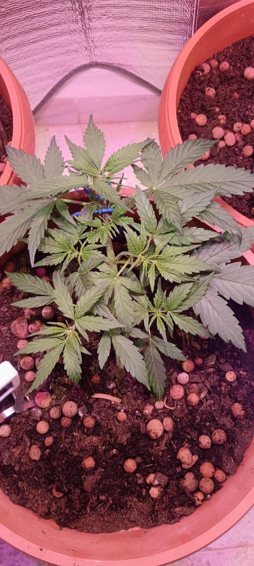Experimental Grow+Aged sheep manure. Week 5