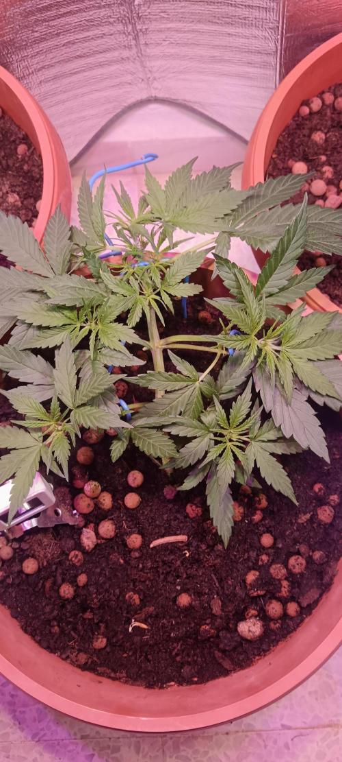 Experimental Grow+Aged sheep manure. Week 5