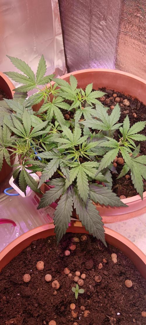 Experimental Grow+Aged sheep manure. Week 5