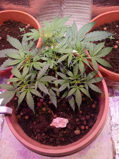 Experimental Grow+Aged sheep manure. Week 5