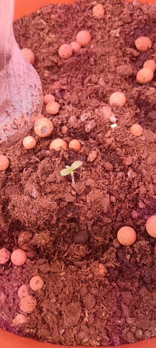 Royal Critical Auto. Week 1