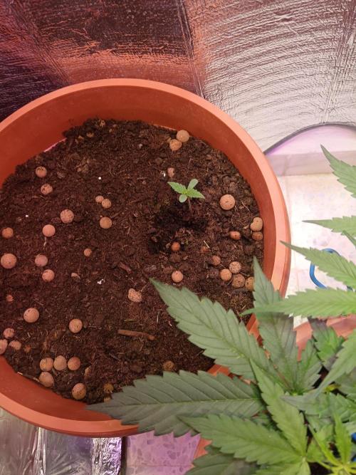 Royal Critical Auto. Week 1
