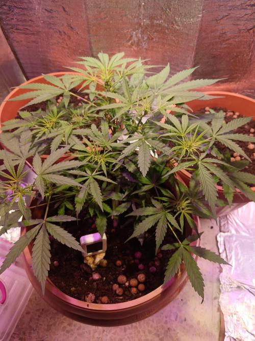 Experimental Grow+Aged sheep manure. Week 6