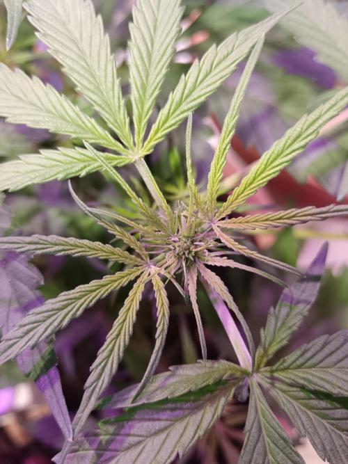 Experimental Grow+Aged sheep manure. Week 6