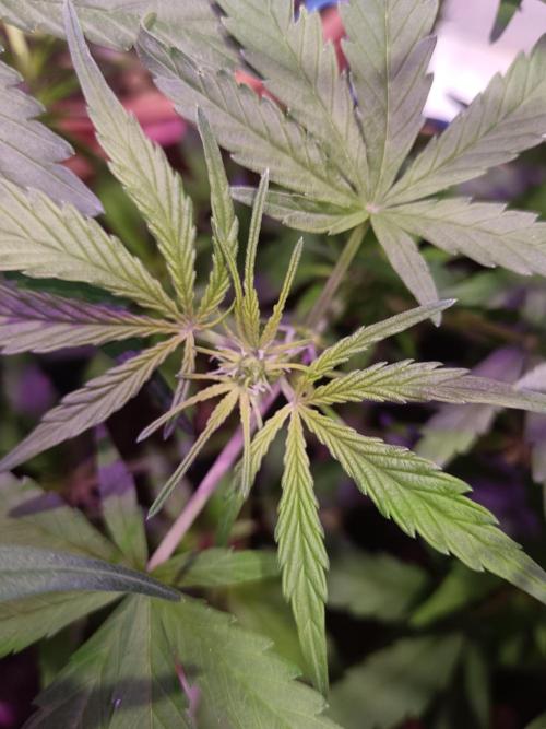 Experimental Grow+Aged sheep manure. Week 6