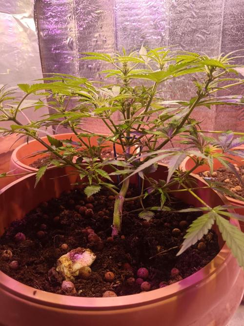 Experimental Grow+Aged sheep manure. Week 6