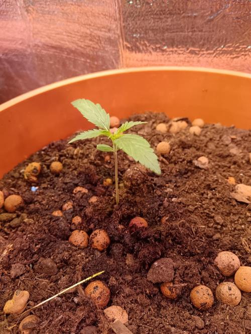Royal Critical Auto. Week 2