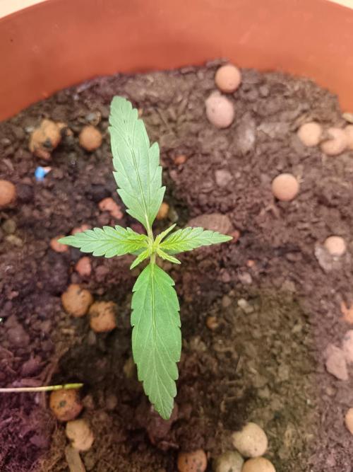 Royal Critical Auto. Week 2