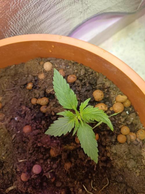 Royal Critical Auto. Week 2