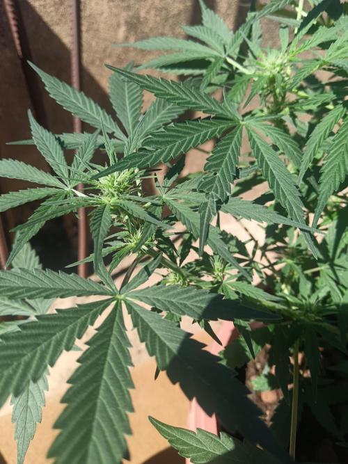 Experimental Grow+Aged sheep manure. Week 7