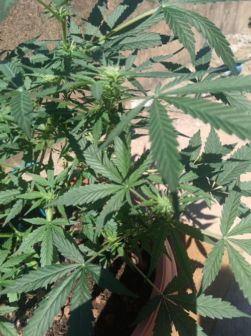 Experimental Grow+Aged sheep manure. Week 7