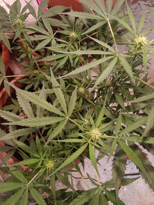 Experimental Grow+Aged sheep manure. Week 7