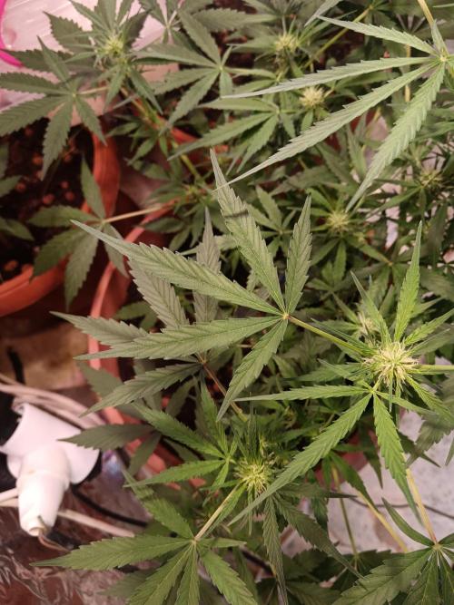 Experimental Grow+Aged sheep manure. Week 7