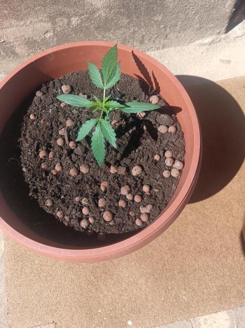 Royal Critical Auto. Week 3