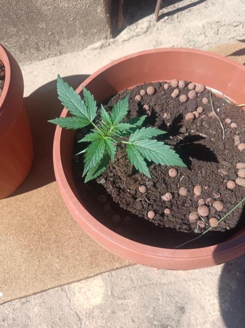 Royal Critical Auto. Week 3