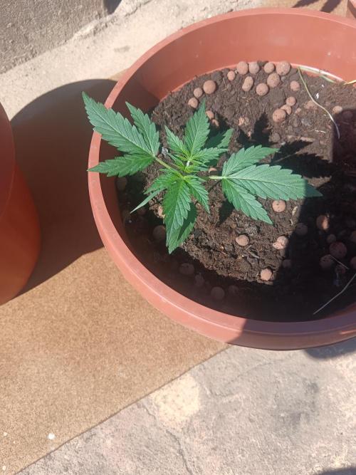 Royal Critical Auto. Week 3