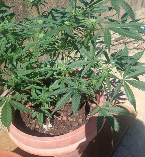 Experimental Grow+Aged sheep manure. Week 8