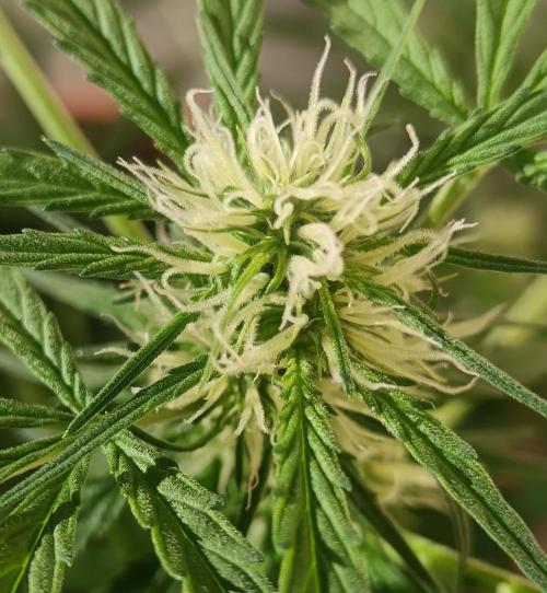 Experimental Grow+Aged sheep manure. Week 8