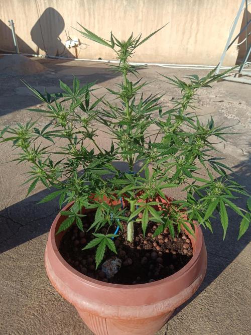 Experimental Grow+Aged sheep manure. Week 8