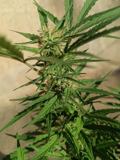 Experimental Grow+Aged sheep manure. Week 8