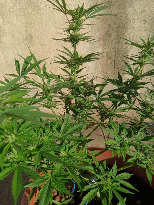 Experimental Grow+Aged sheep manure. Week 8