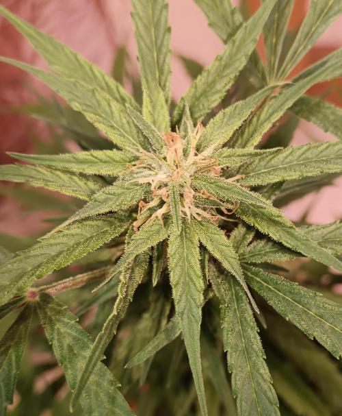 Experimental Grow+Aged sheep manure. Week 8
