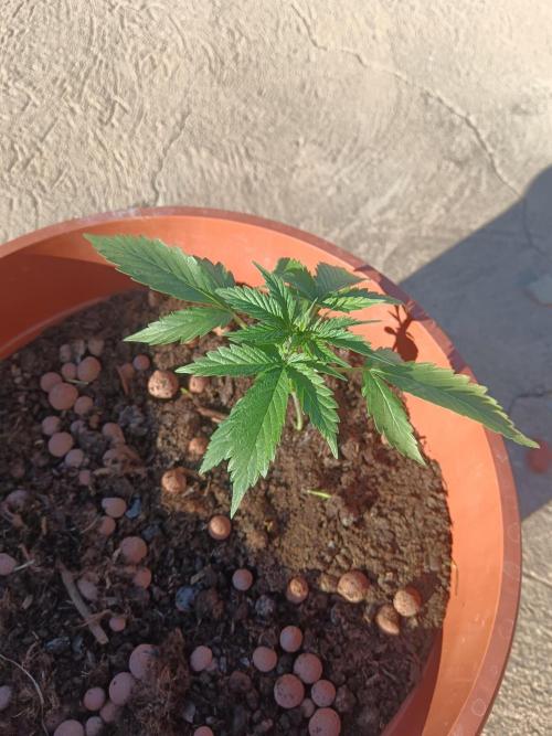 Royal Critical Auto. Week 4