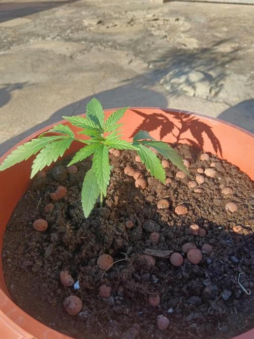 Royal Critical Auto. Week 4