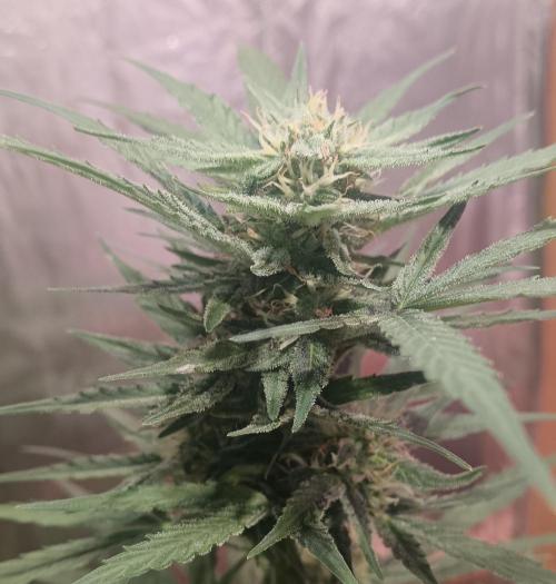 Experimental Grow+Aged sheep manure. Week 9