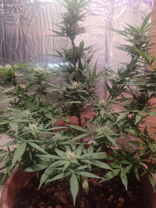 Experimental Grow+Aged sheep manure. Week 9