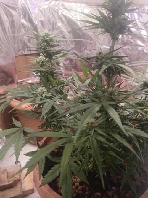 Experimental Grow+Aged sheep manure. Week 9