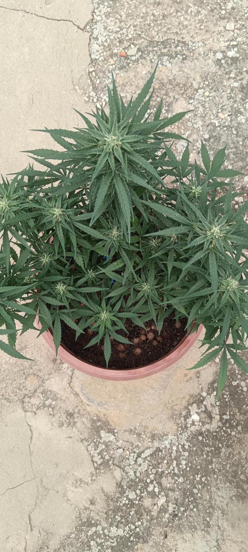 Experimental Grow+Aged sheep manure. Week 9
