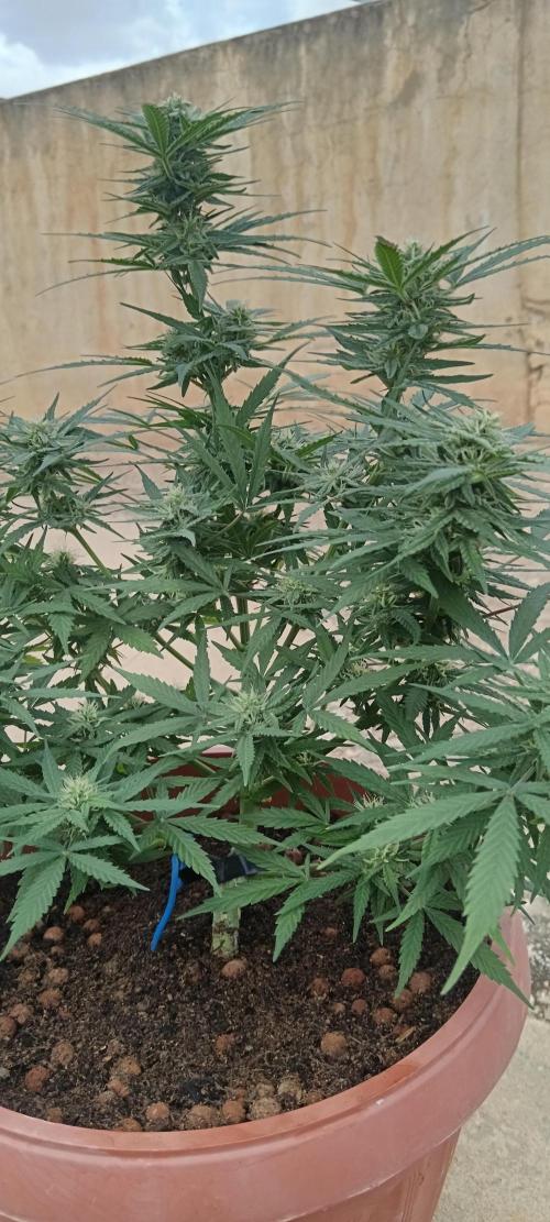 Experimental Grow+Aged sheep manure. Week 9